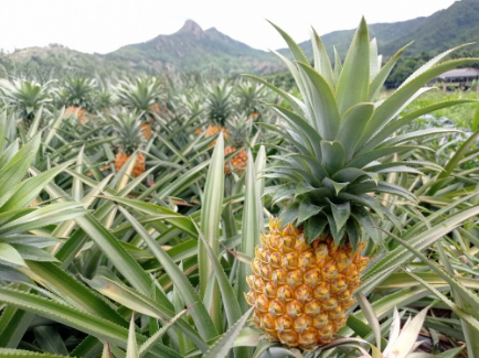 神湾菠萝2.jpg
